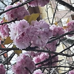صورة نسمات, امراه