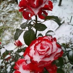 صورة RoRo