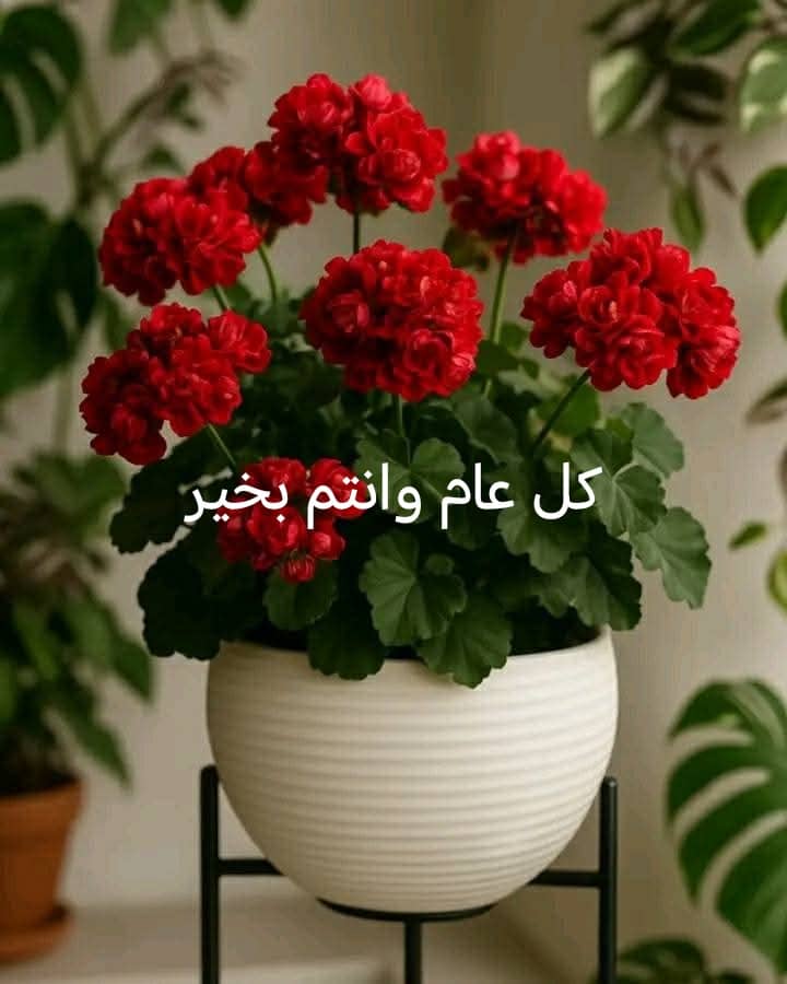 سمر الطاهر الشغيل