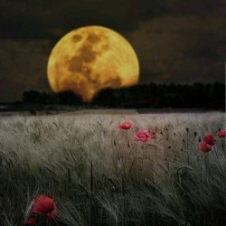 صورة سحر40