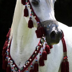 صورة Zakaria