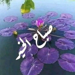 صورة 1179i