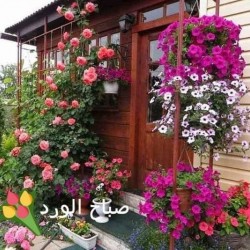 صورة Niuran1972