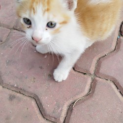 صورة _0206Omar