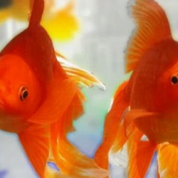 صورة روعتي