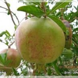صورة القلب الكبير