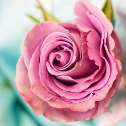 صورة dasschoene, رجل