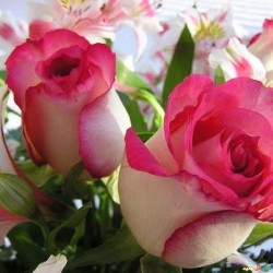 صورة alisalim