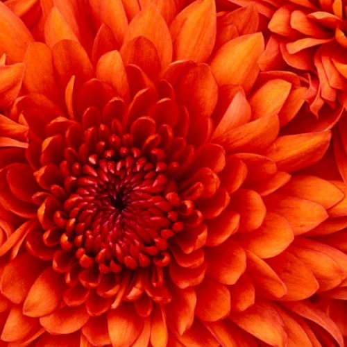 صورة Lizbeth