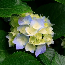 صورة عابرسبيل