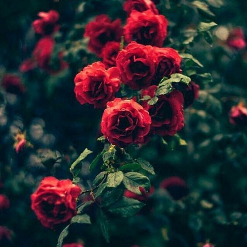 صورة Kareem89