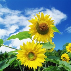 صورة احمد111