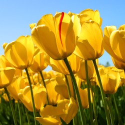صورة مستشار73