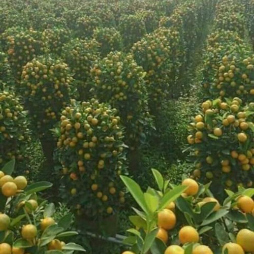 صورة محمد198