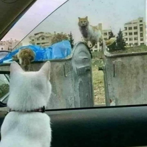 صورة zako123, رجل