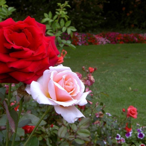 صورة ABDALLAH