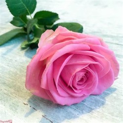 صورة DRATHEER