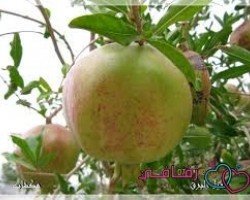 افتراضي