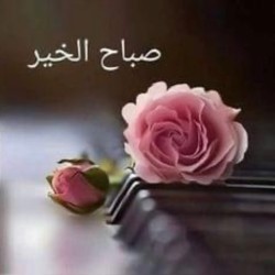 صورة ندى