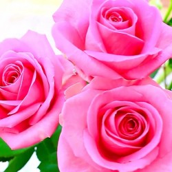 صورة sophiabb33
