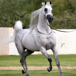 صورة H.kareem