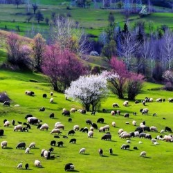 صورة almassa