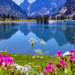 صورة alseed