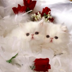 صورة S1000, رجل