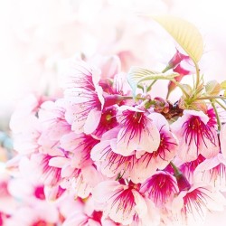 صورة عديل