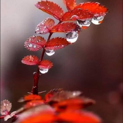 صورة Ahmad777