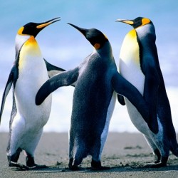 صورة abeerr