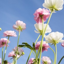 صورة rahma2020