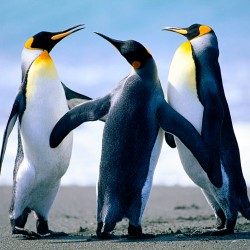 صورة tanssime