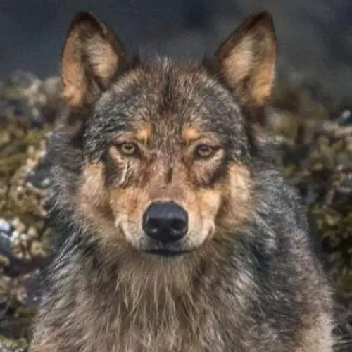 صورة esam, رجل