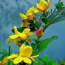 صورة Rano