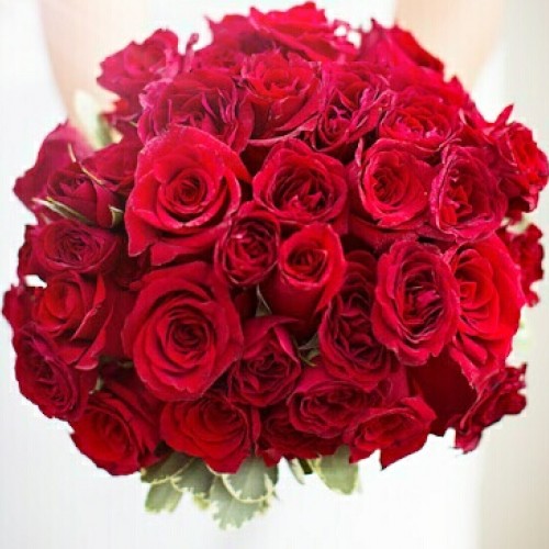 صورة اميره