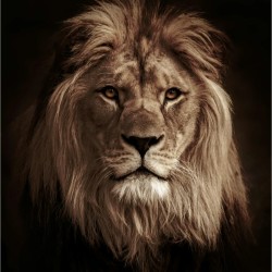 صورة Lila