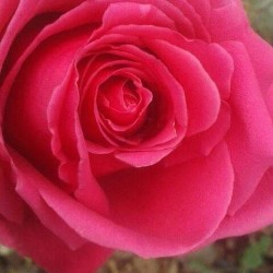 صورة Il principe_azurro88