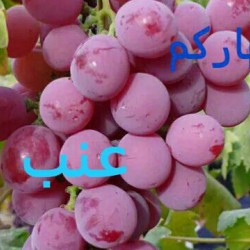 صورة بكري