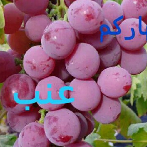 صورة بكري, رجل