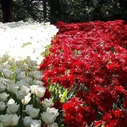 صورة Hope