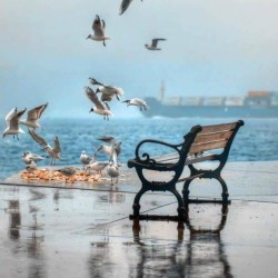 صورة Osama077