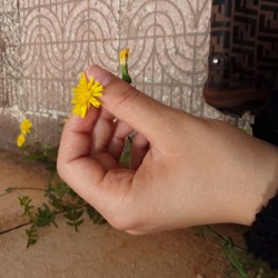 صورة فايزة, امراه