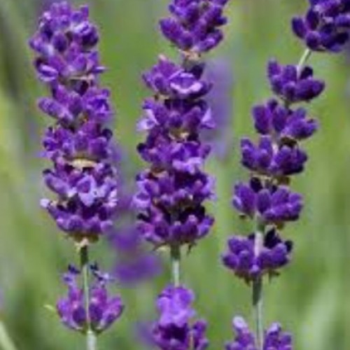 صورة Englavender, امراه