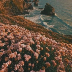 صورة malalshamn